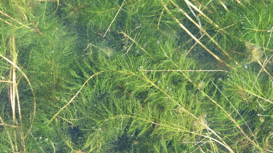 Eurasion Water Milfoil 22