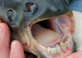 pacu