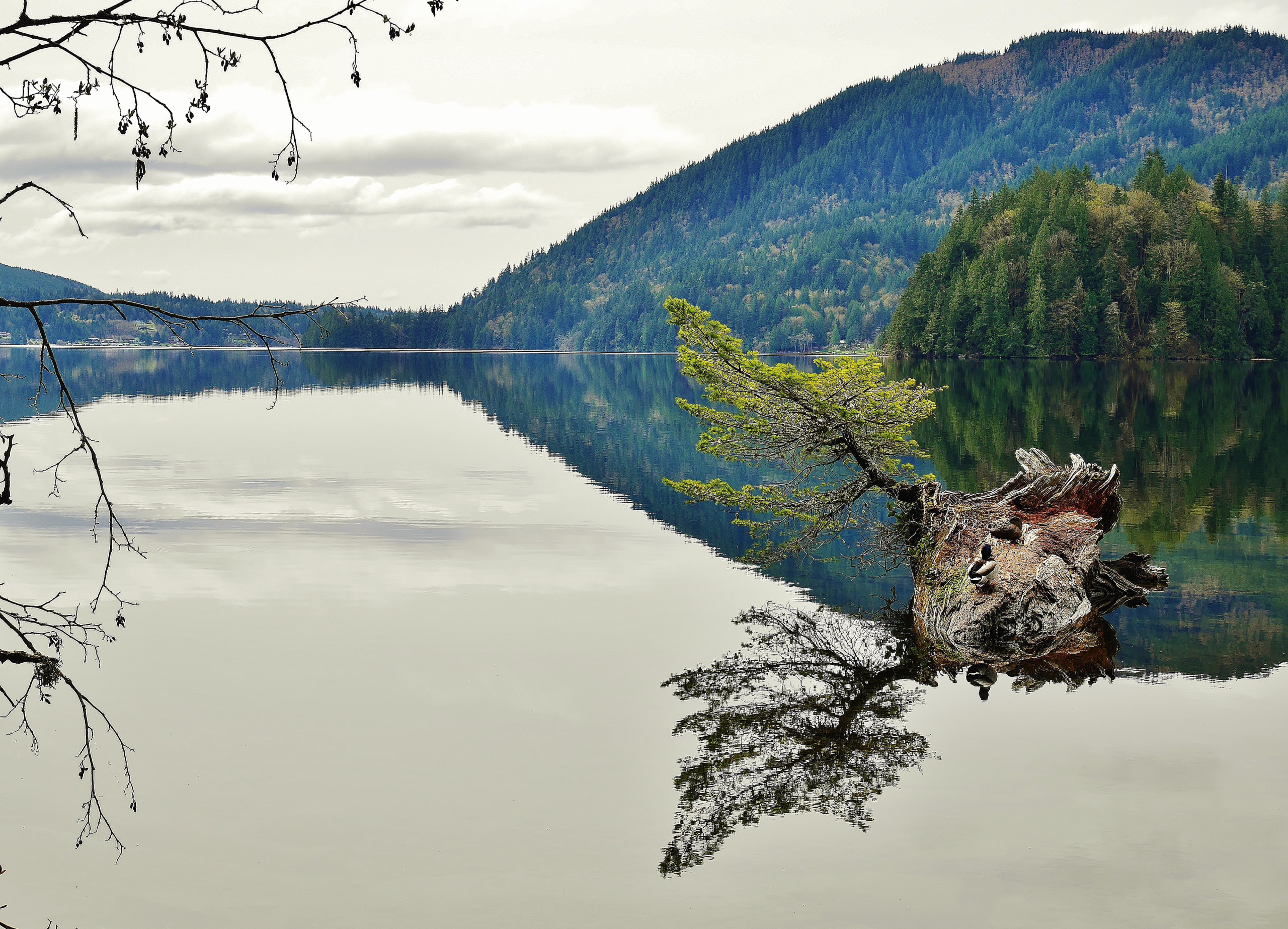 Perfect Calm Peaceful lake surrounded by forests