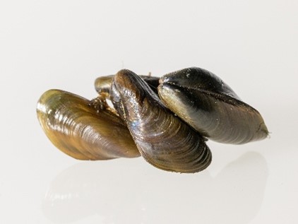 golden mussel1 Four golden mussels