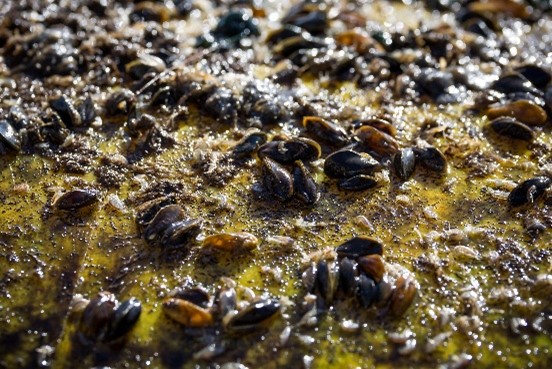 golden mussel3 Golden mussel colony